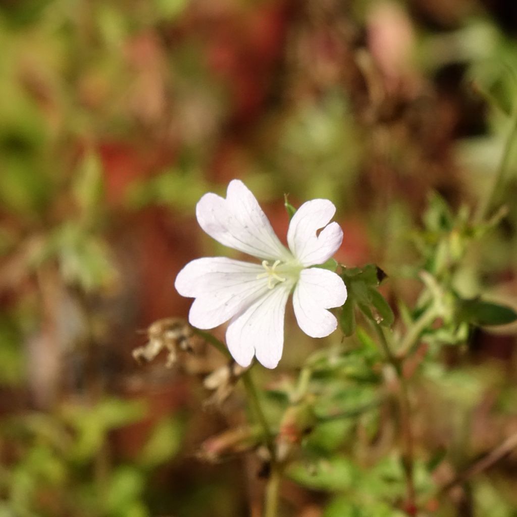 Géranium vivace oxonianum Ankum's White