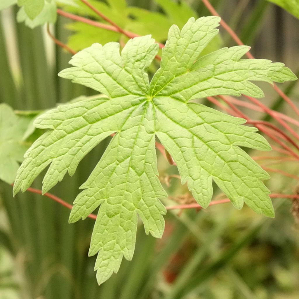 Géranium vivace psilostemon