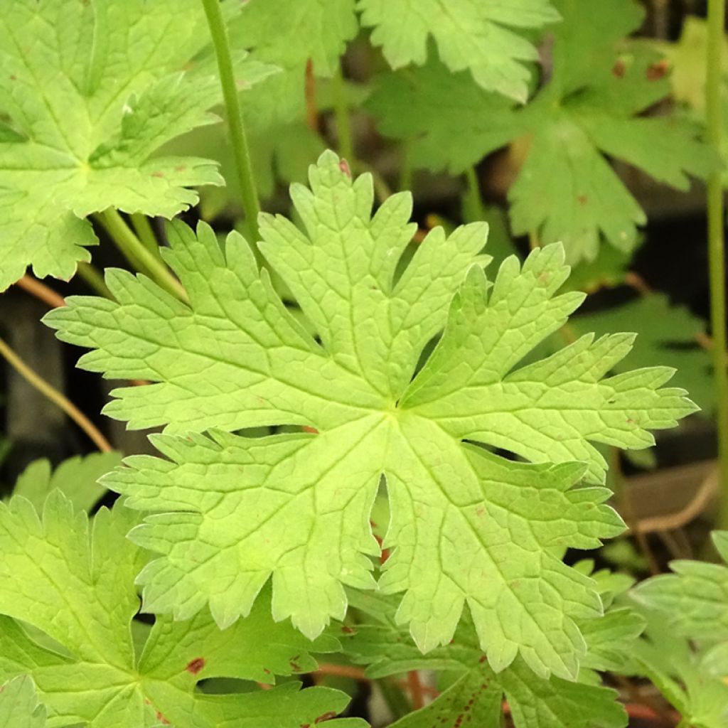 Geranium vivace psilostemon JS Ma Tu Vu