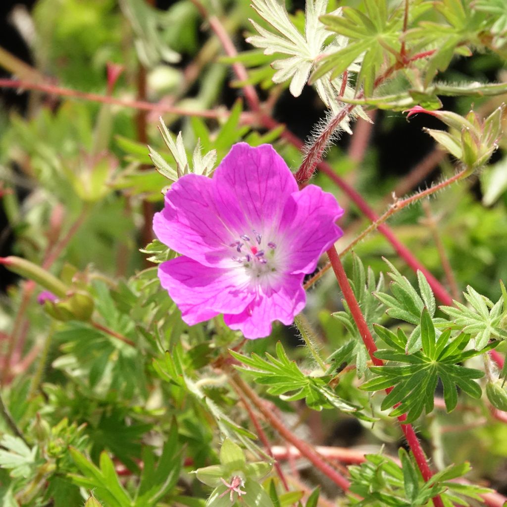 Géranium vivace sanguin Ankum's Pride - Géranium sanguineum