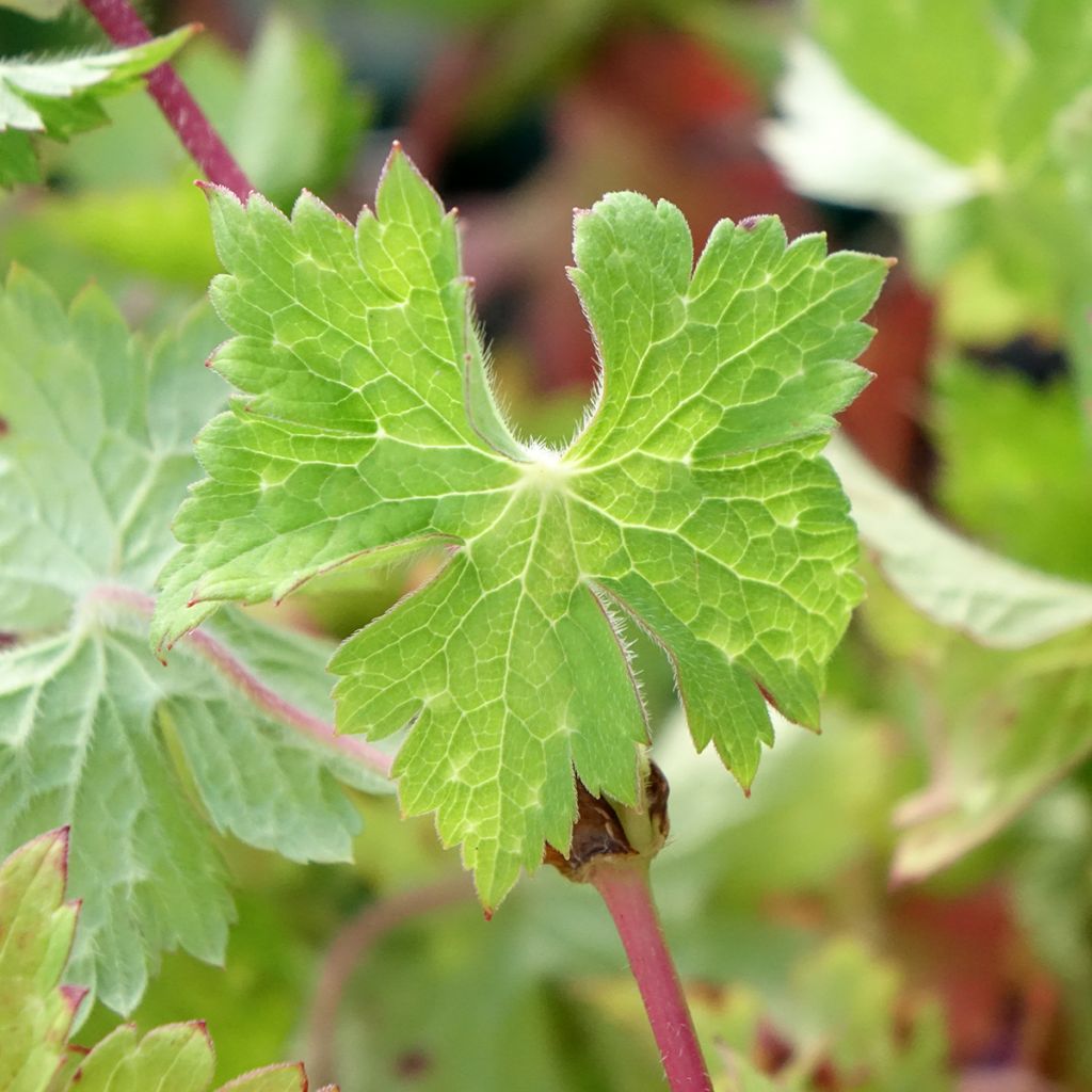 Geranium vivace wallichianum Daily Blue
