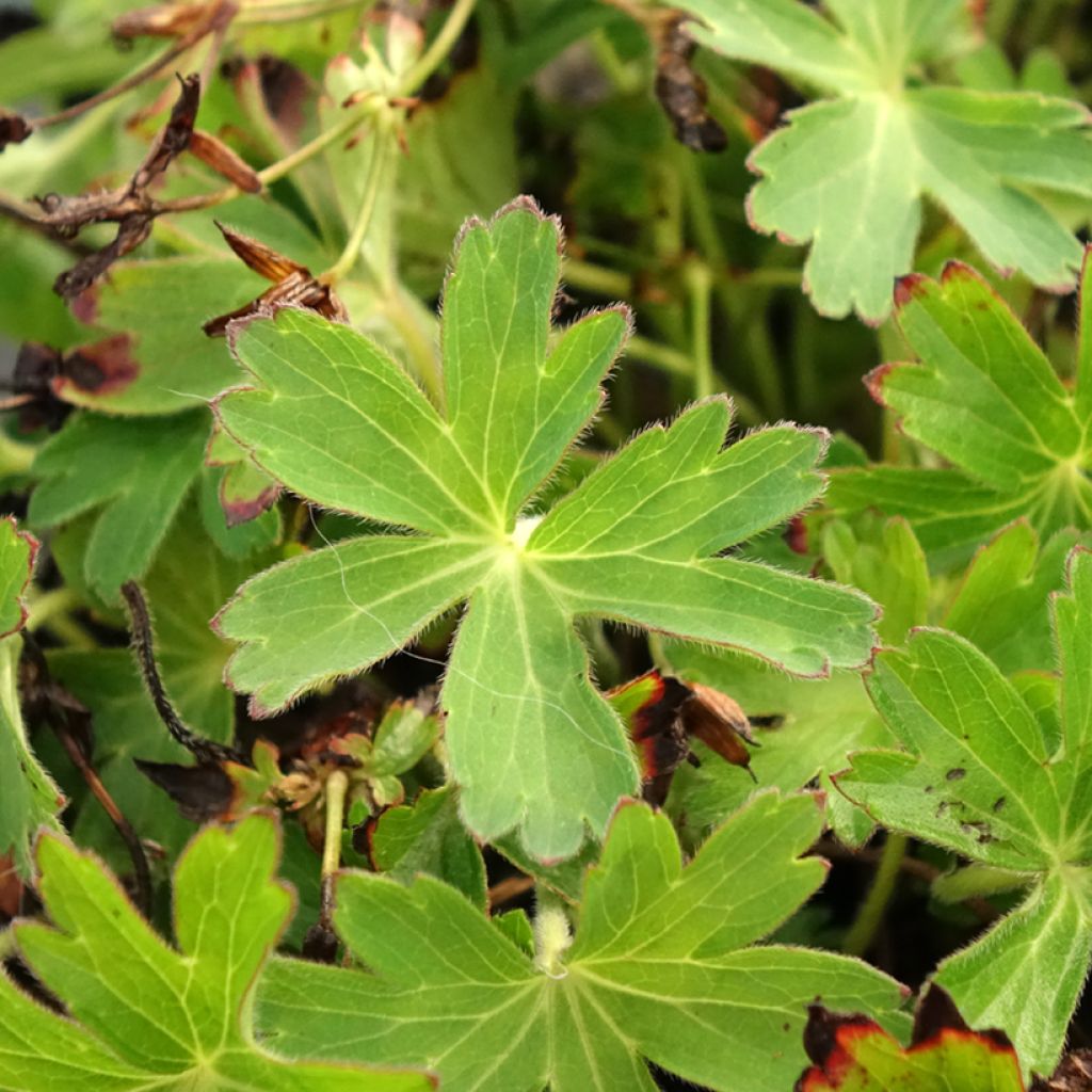 Geranium vivace yoshinoi Confetti