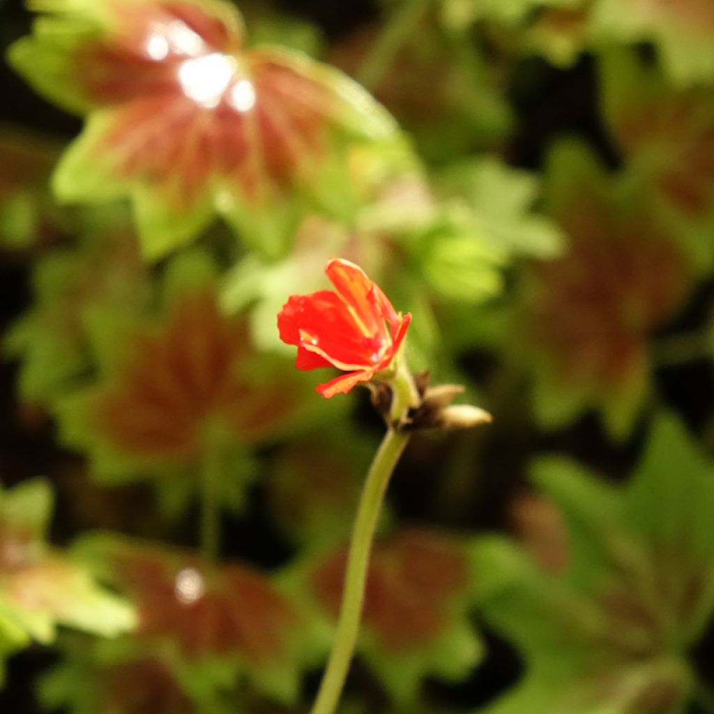 Géranium zonale Vancouver - Pelargonium 