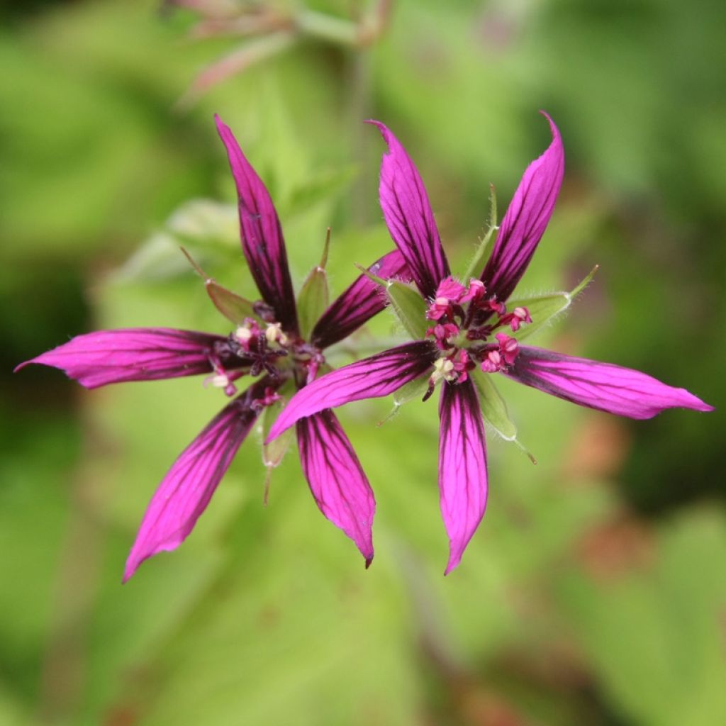 Geranium vivace Catherine Deneuve