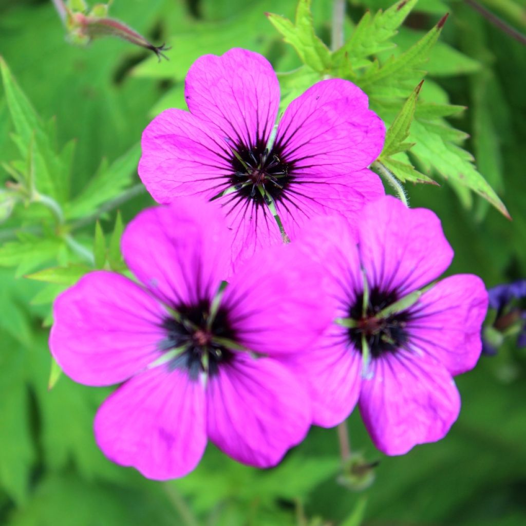 Géranium vivace Patricia