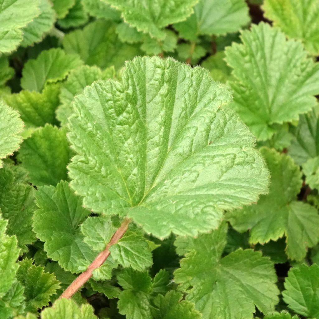 Geum Cocktail Sea Breeze - Benoîte orange