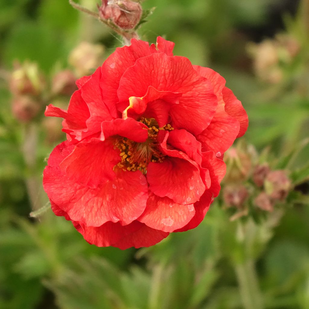 Geum Fiery Tempest - Benoîte hybride