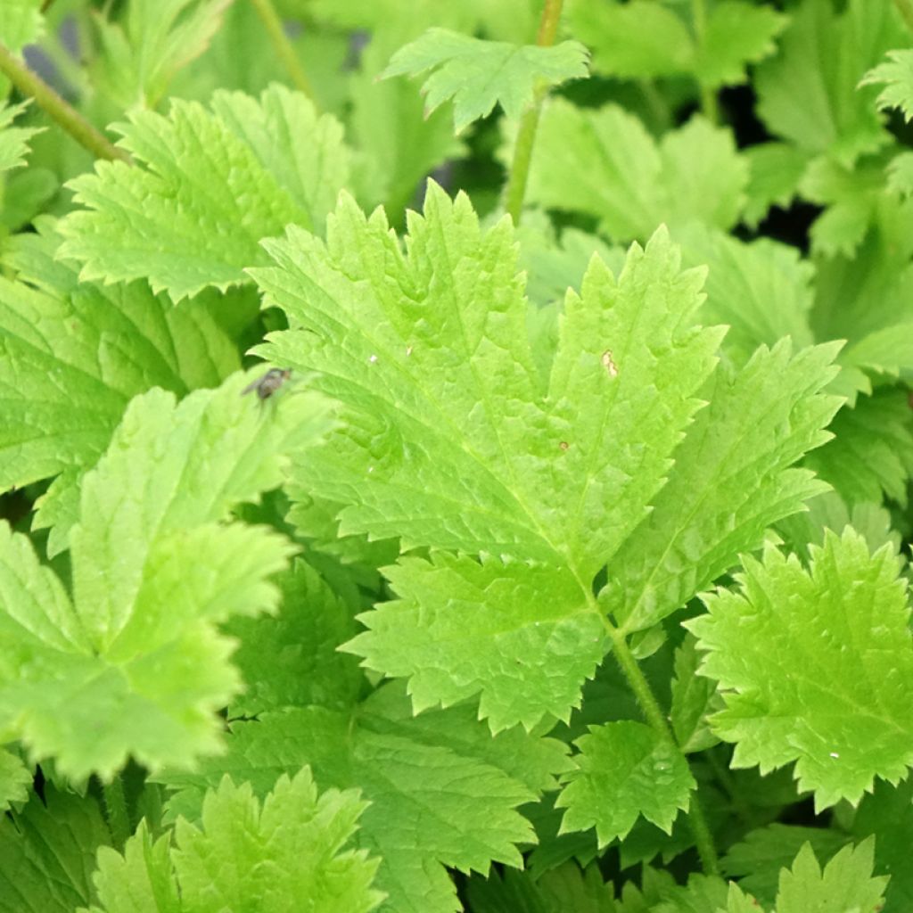 Geum Nonna - Benoîte