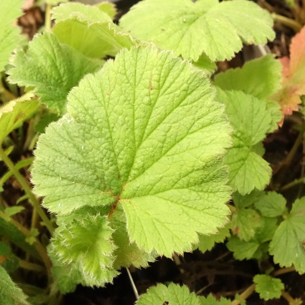Geum Scarlet Tempest - Benoîte hybride