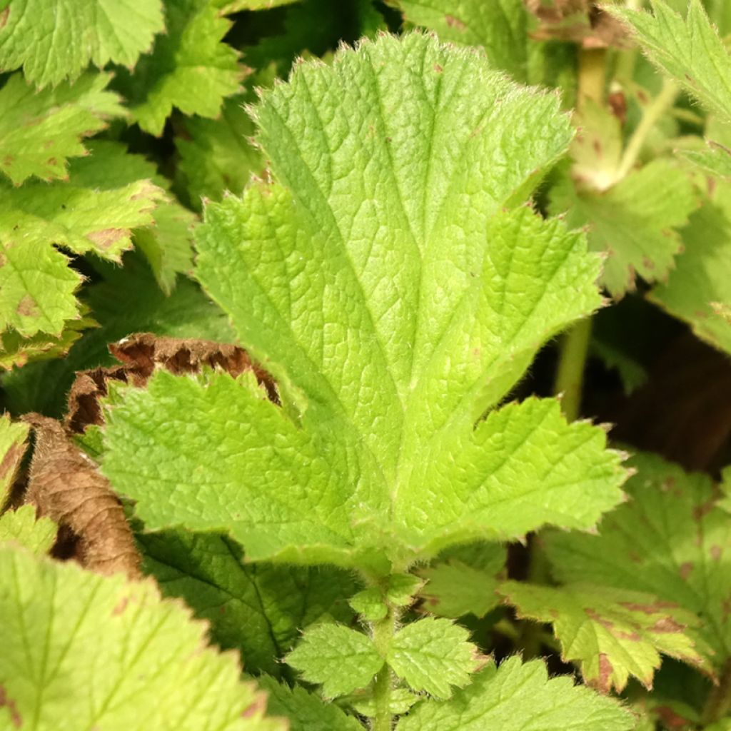 Geum Scarlet Tempest - Benoîte hybride