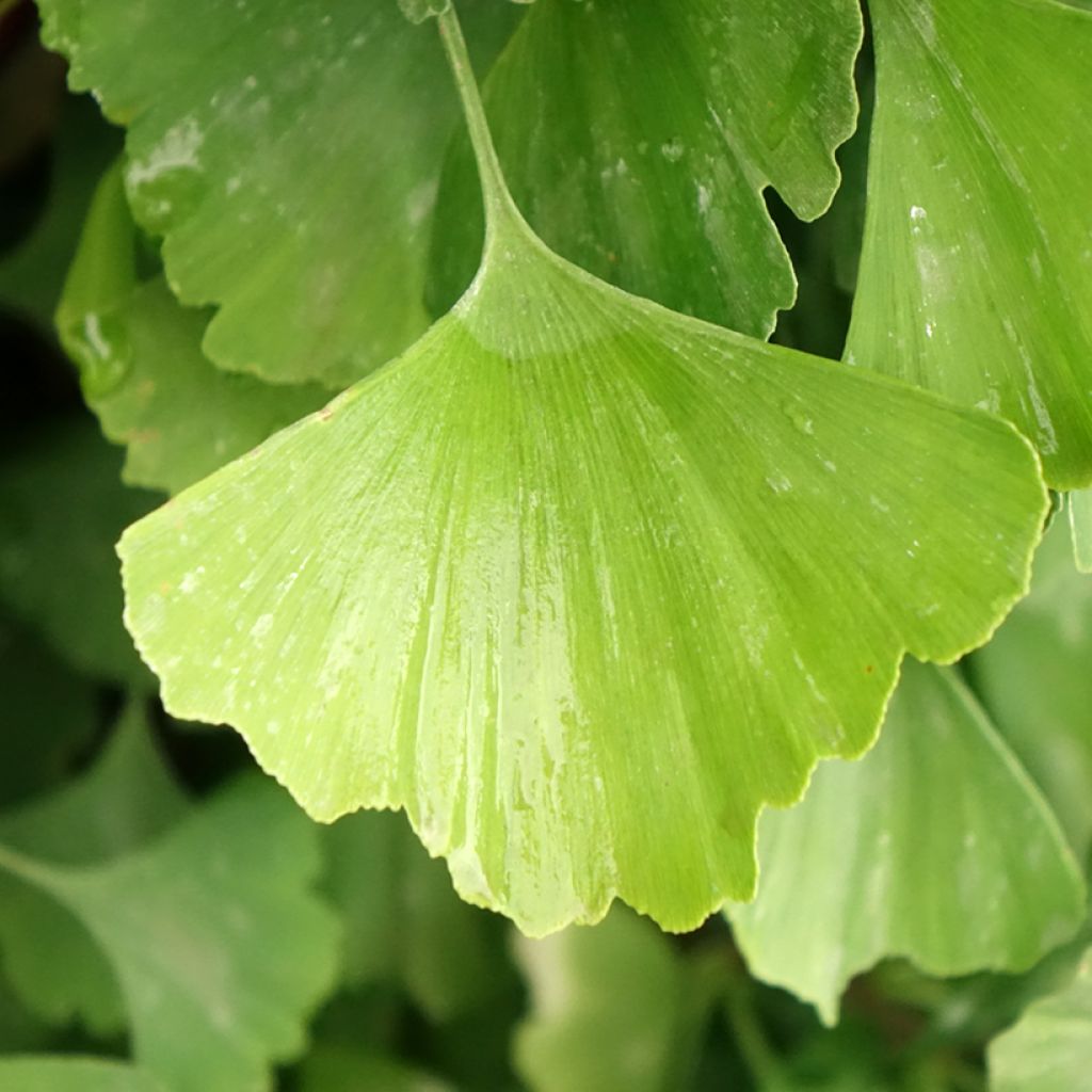 Ginkgo biloba Eiffel