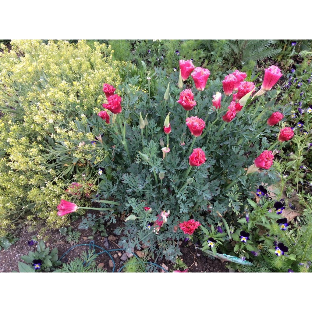 Graines de Pavot de Californie Color Champagne and Roses - Eschscholzia californica 