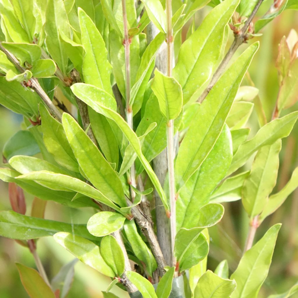 Grenadier à fruits - Punica granatum Dente di leone
