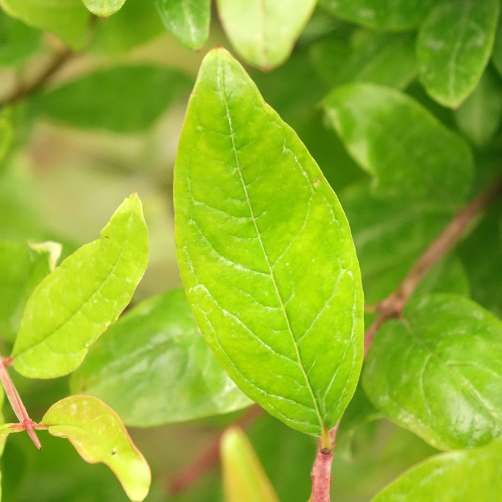 Grenadier à fruits - Punica granatum