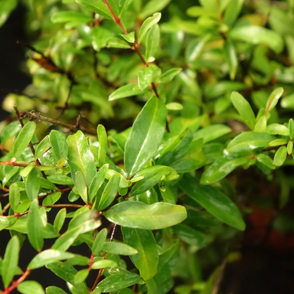 Grenadier nain - Punica granatum Chico ou Nana Gracillissima