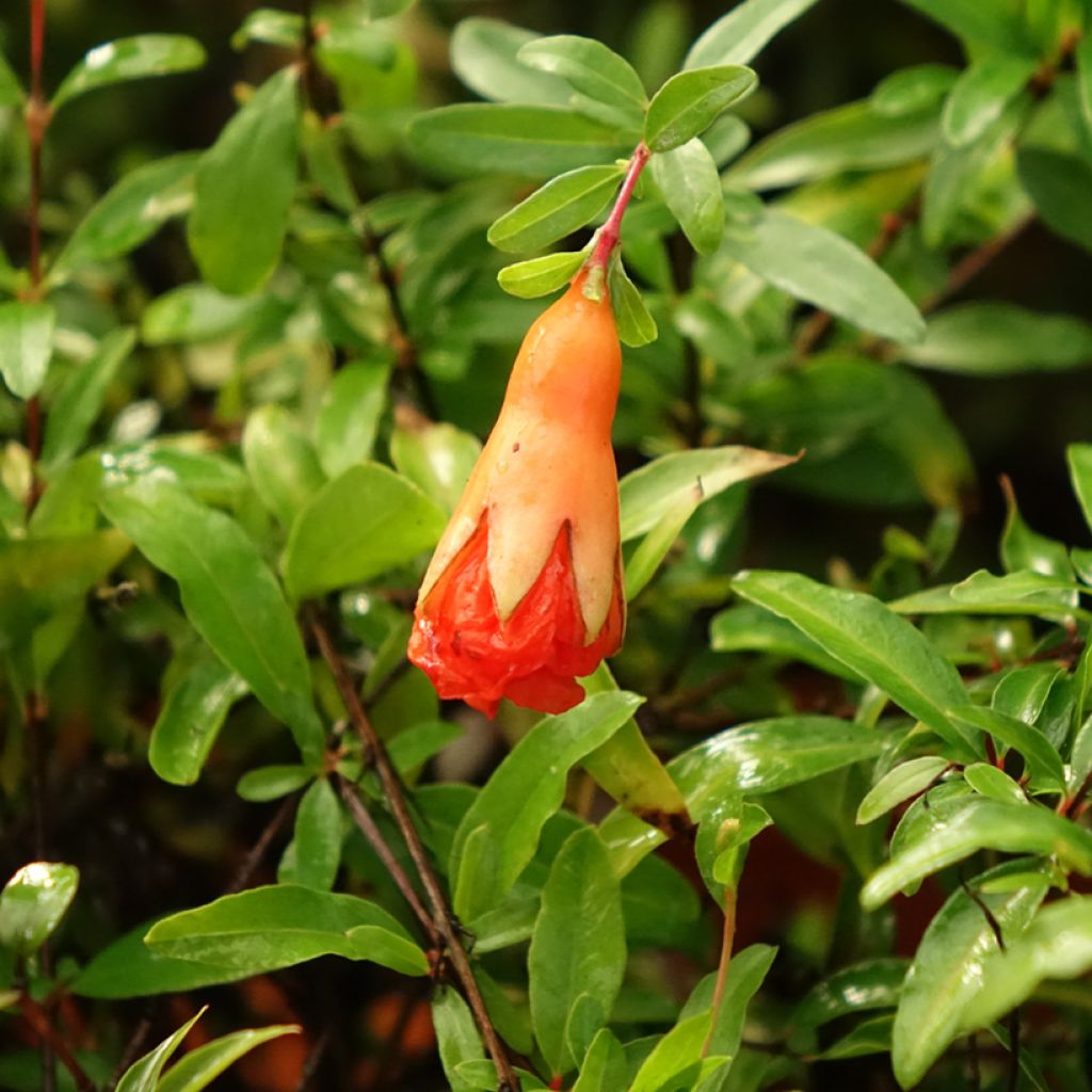 Grenadier nain - Punica granatum Chico ou Nana Gracillissima