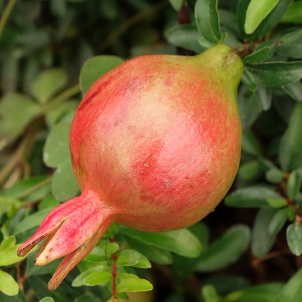 Grenadier nain - Punica granatum Chico ou Nana Gracillissima