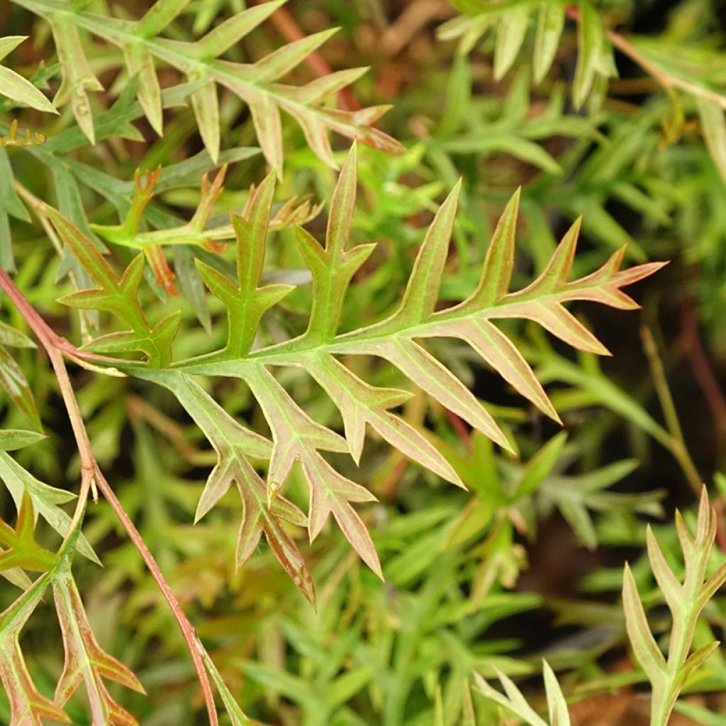 Grevillea Bronze Rambler 