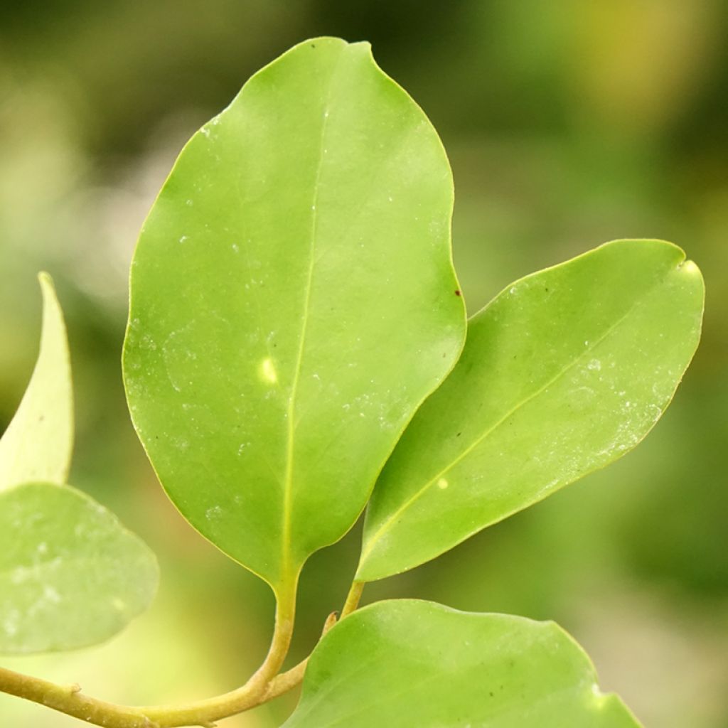 Griselinia lucida - Griselinie luisante
