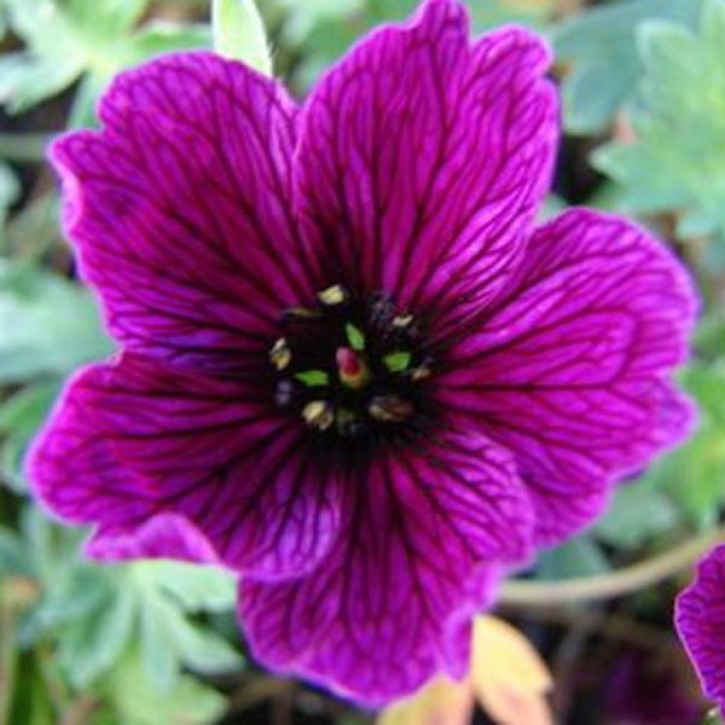Géranium vivace cinereum Purple Pillow