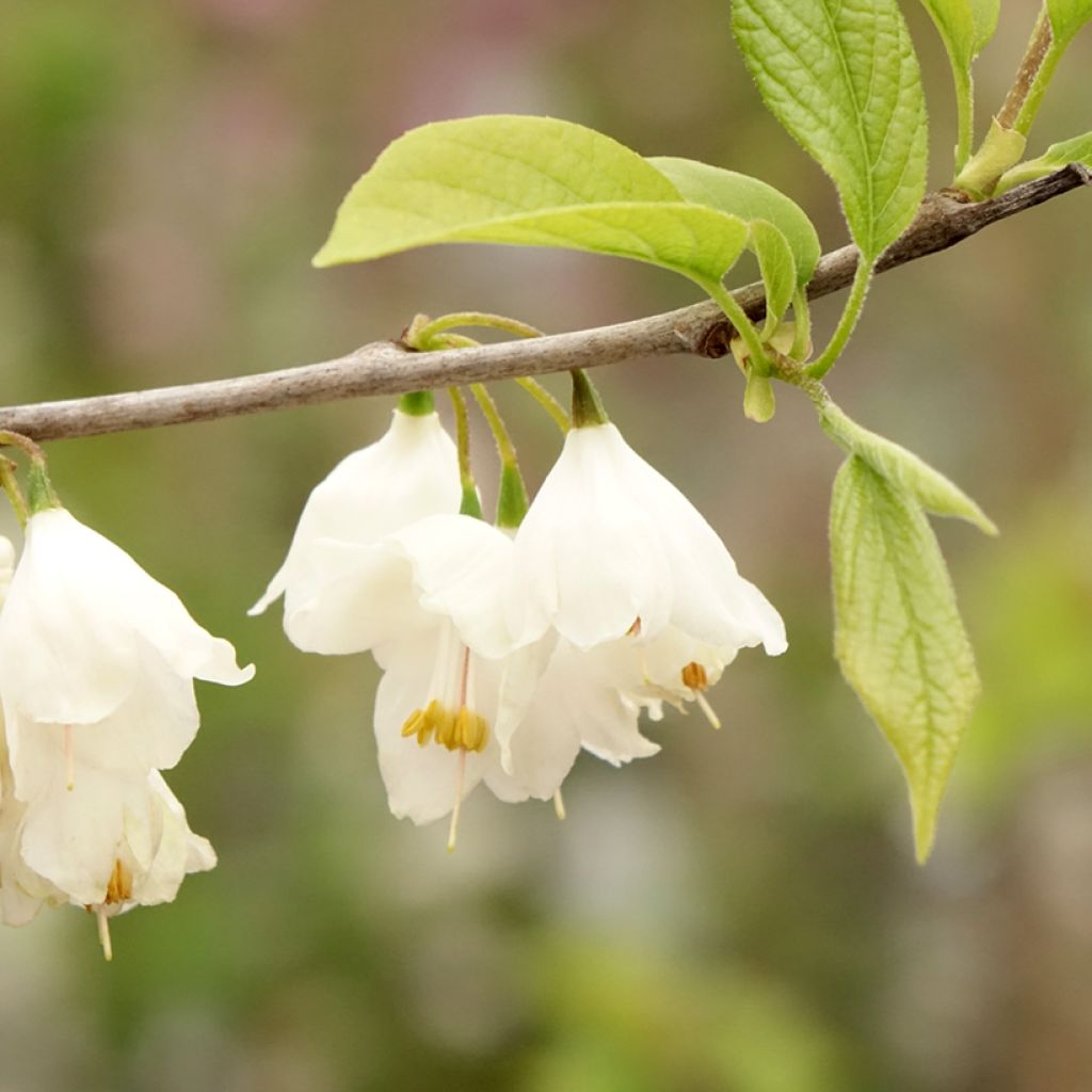 Halesia carolina - Arbre aux cloches d'argent