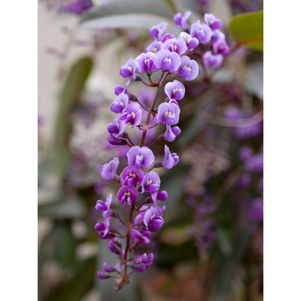 Hardenbergia violacea