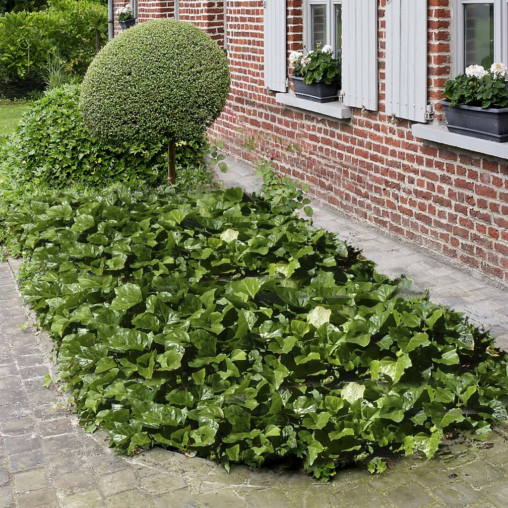 Lierre couvre-sol Hedera Algerian Bellecour®