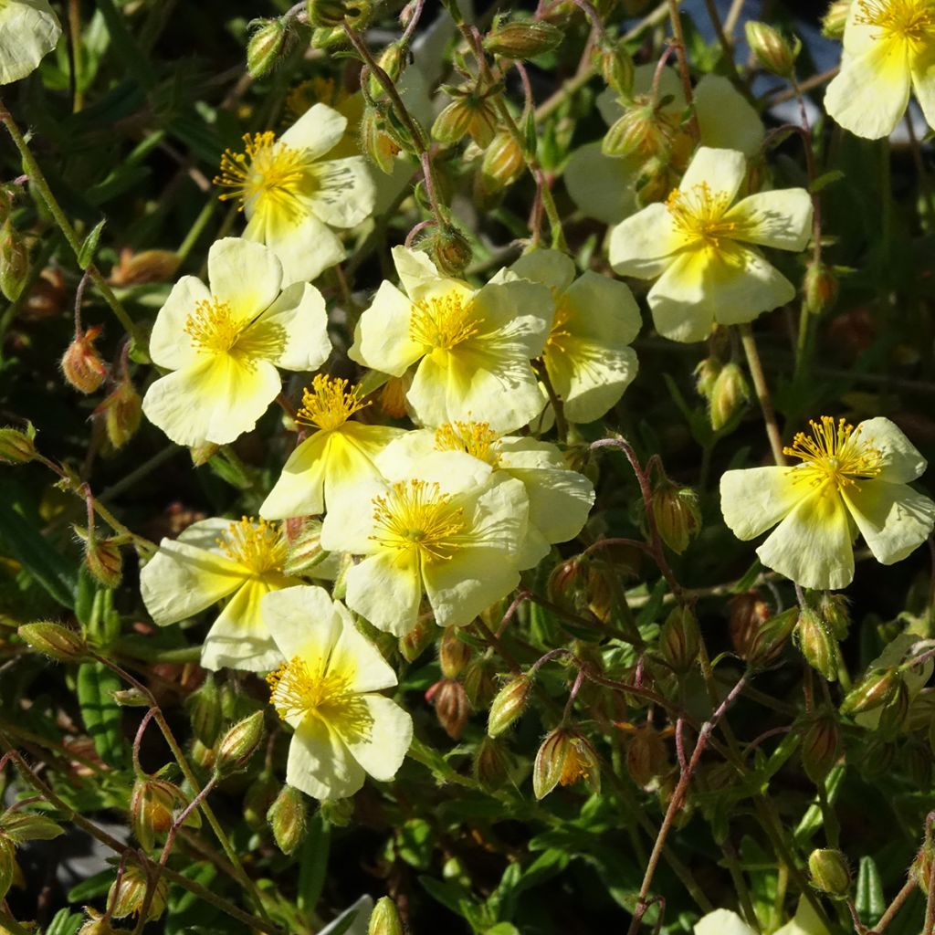 Helianthemum Elfenbeinglanz - Hélianthème jaune et blanc
