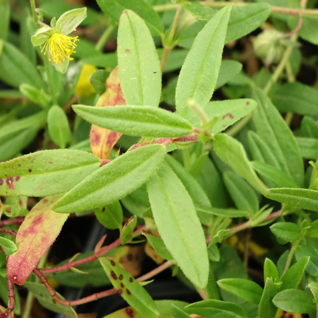 Helianthemum nummularium - Hélianthème commun