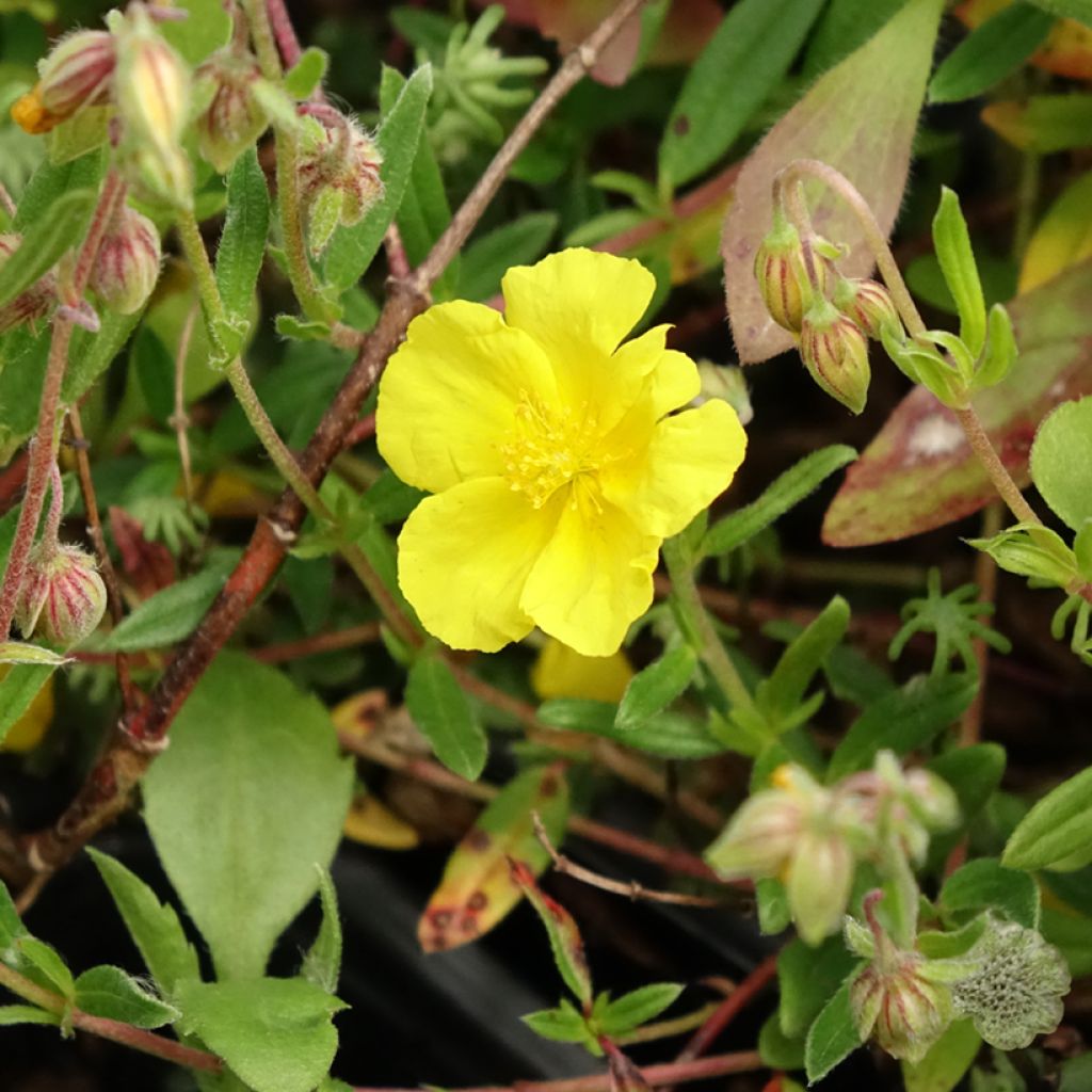 Helianthemum nummularium - Hélianthème commun