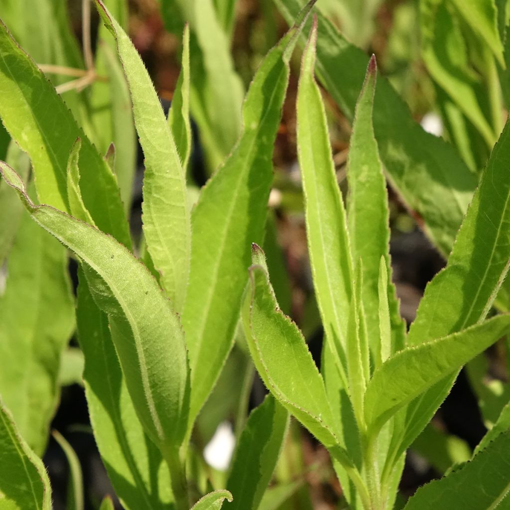 Helianthus atrorubens Monarch - Soleil vivace