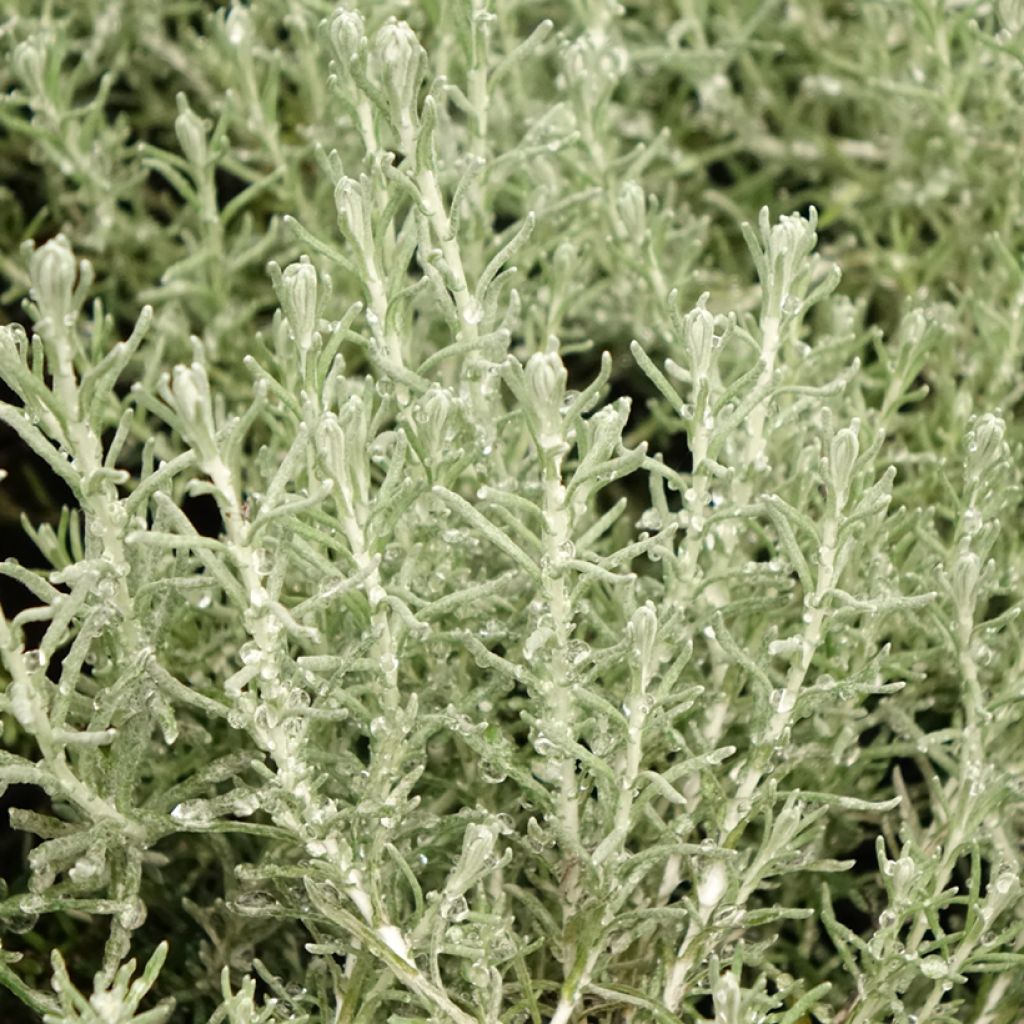 Helichrysum italicum Aladin - Plante curry