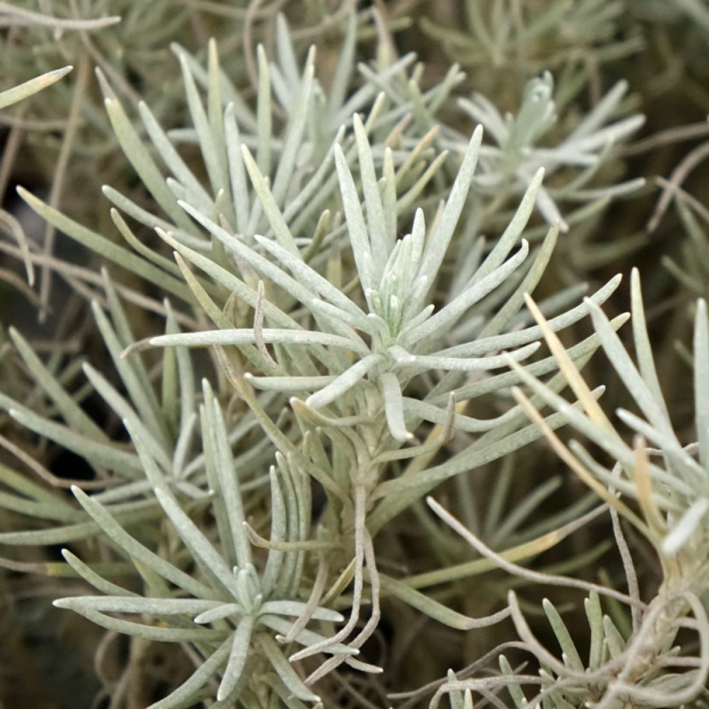 Helichrysum italicum subsp. serotinum - Plante curry