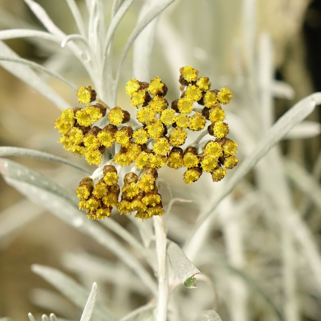 Helichrysum Korma - Immortelle d'Italie, plante curry