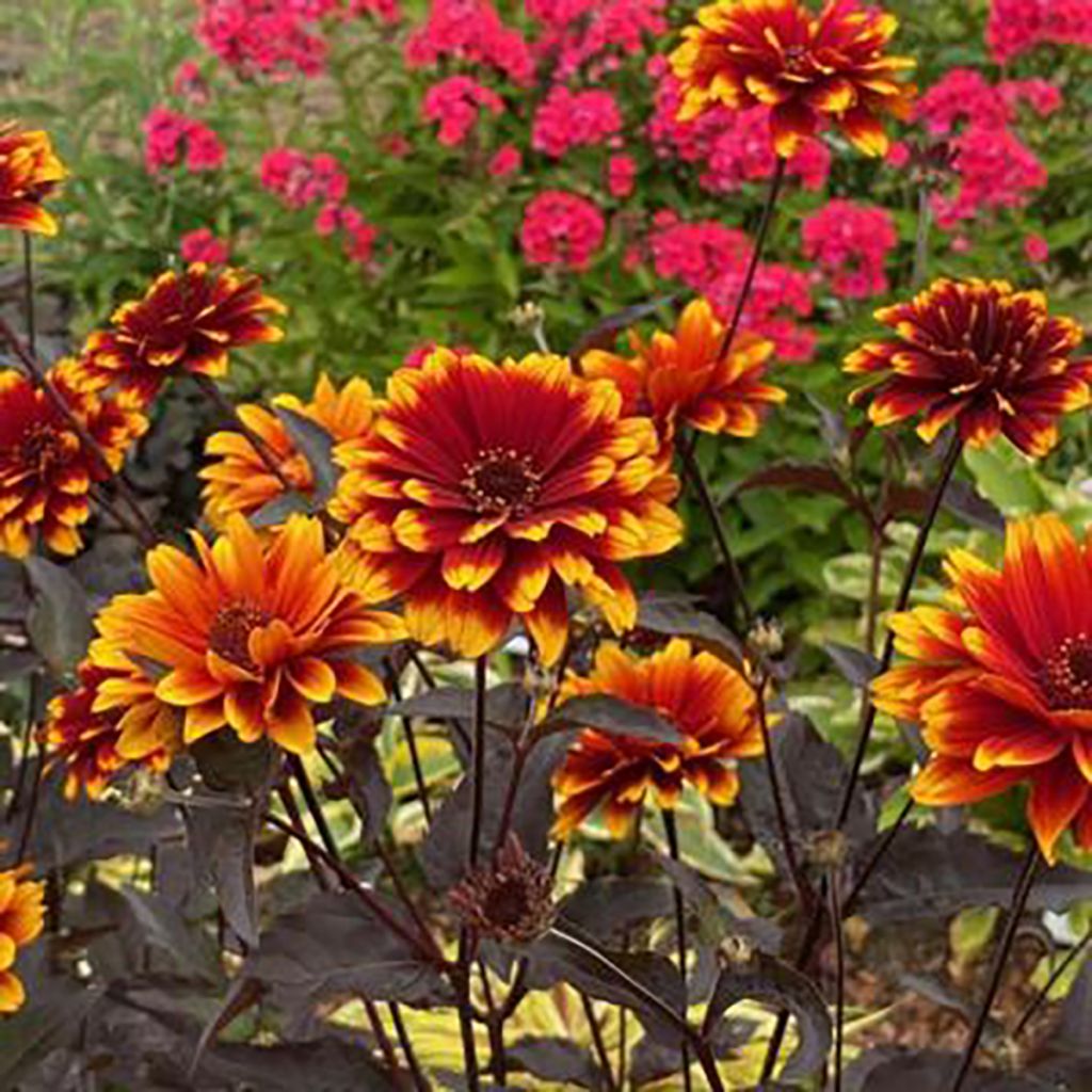 Heliopsis helianthoides Bonfire Sunset - Héliopsis faux-héliante