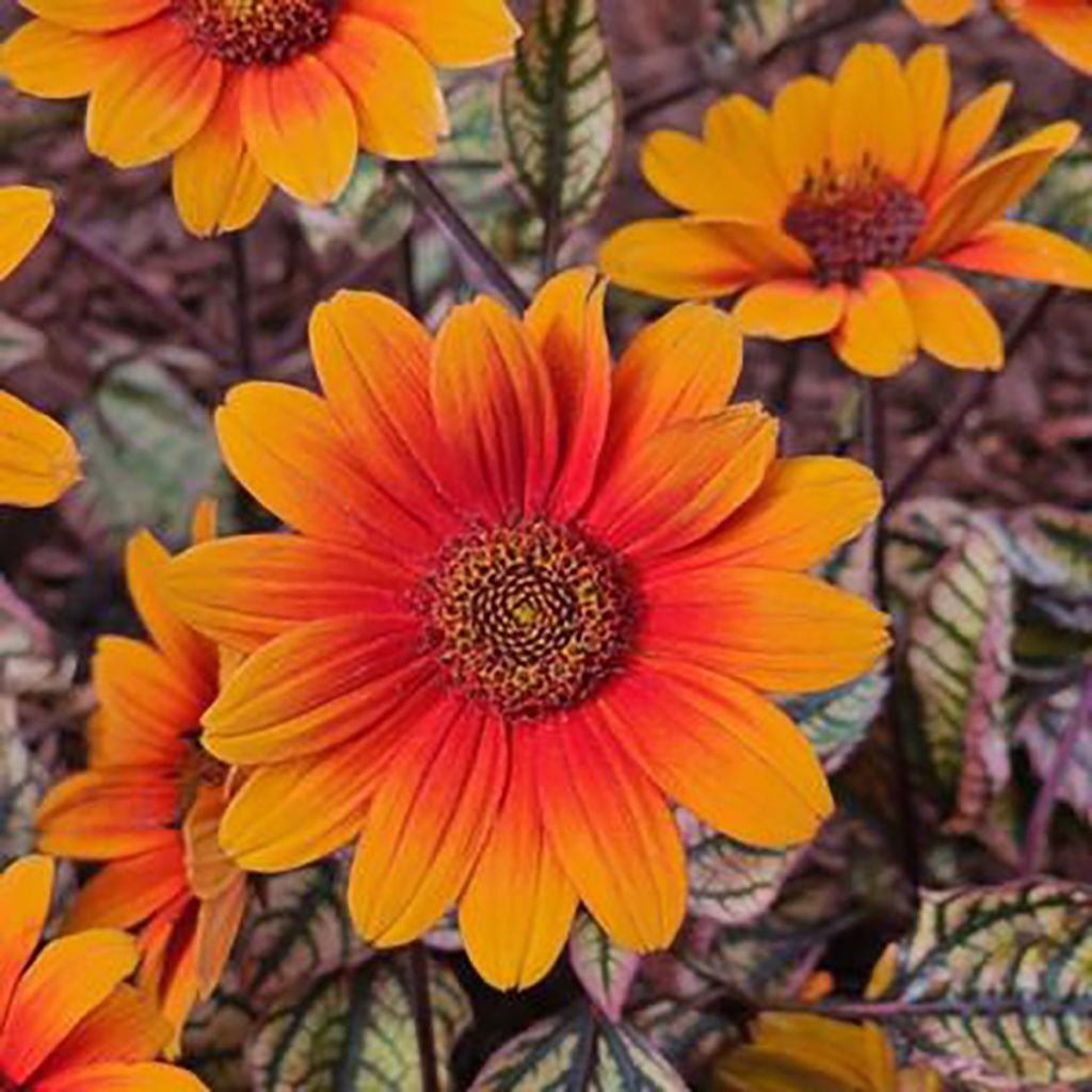 Heliopsis helianthoides Orange Marble - Héliopsis faux-héliante