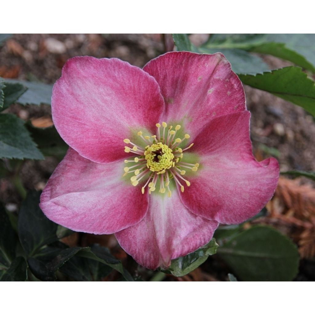 Hellebore Madame Lemonnier - Helleborus niger (x) orientalis
