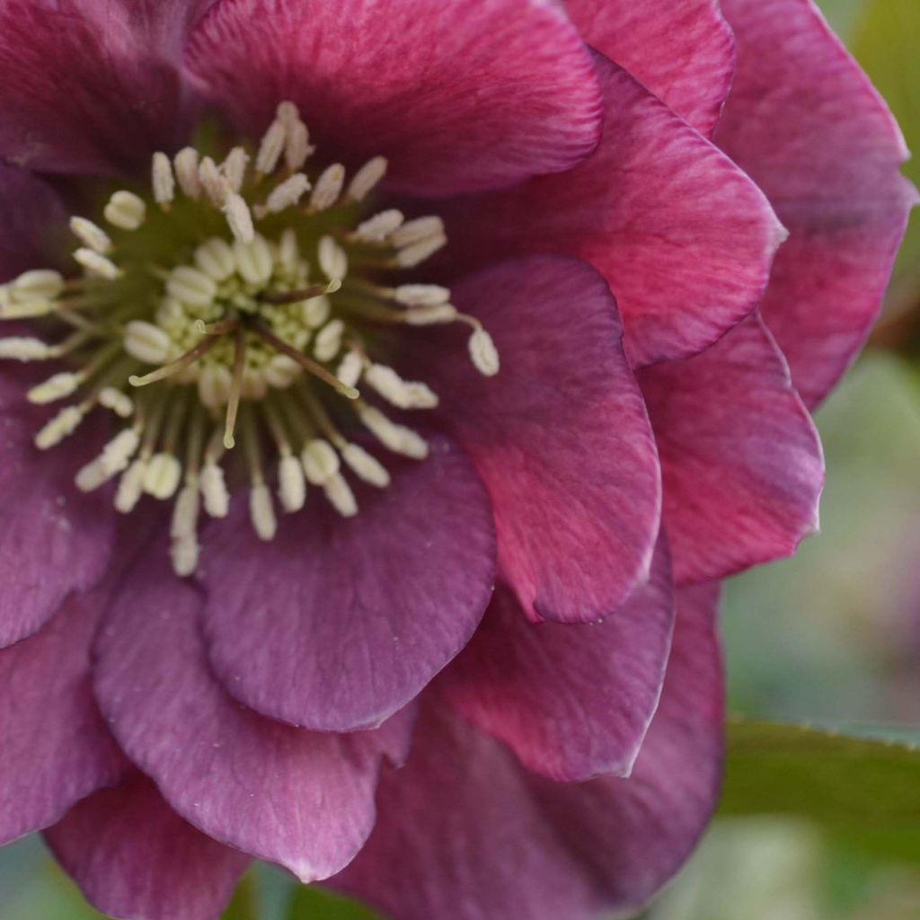 Hellébore orientale Double Rouge