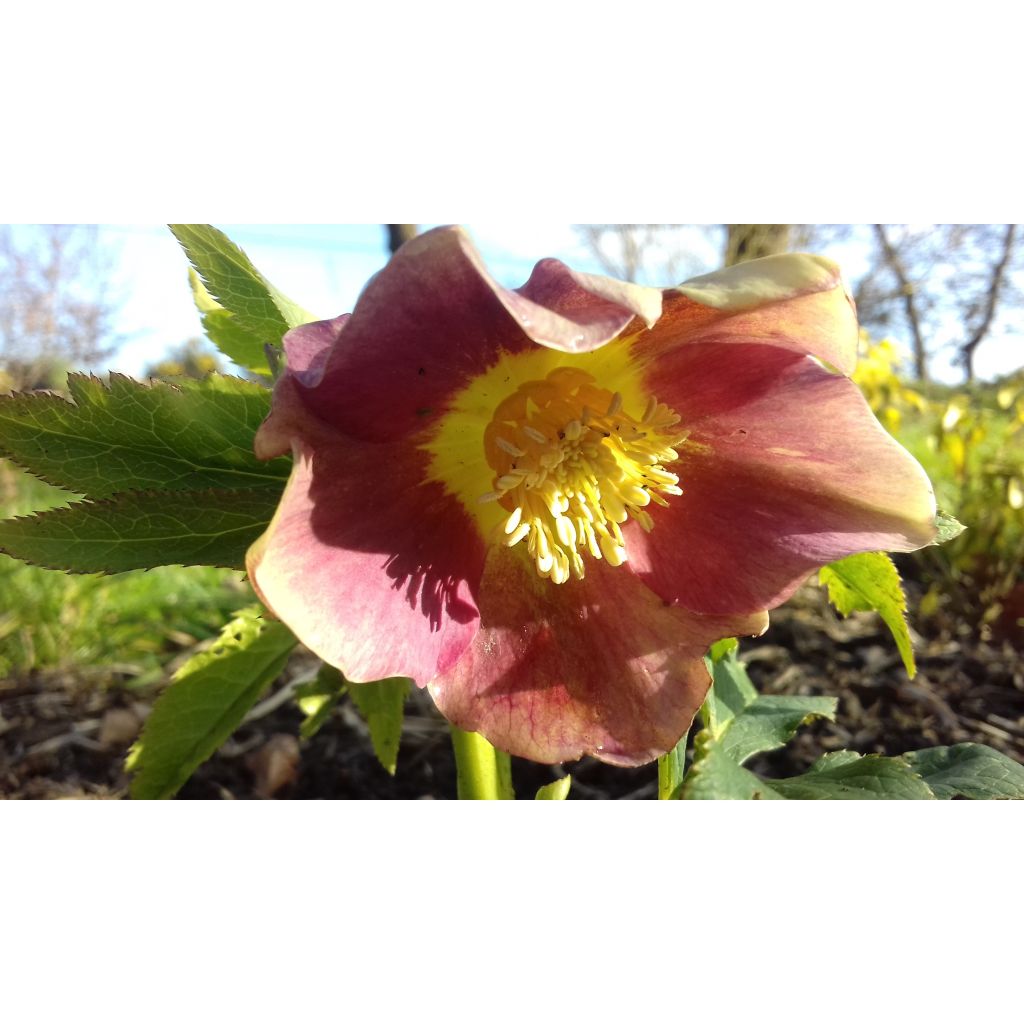 Hellébore orientale Fuchsia à coeur Jaune