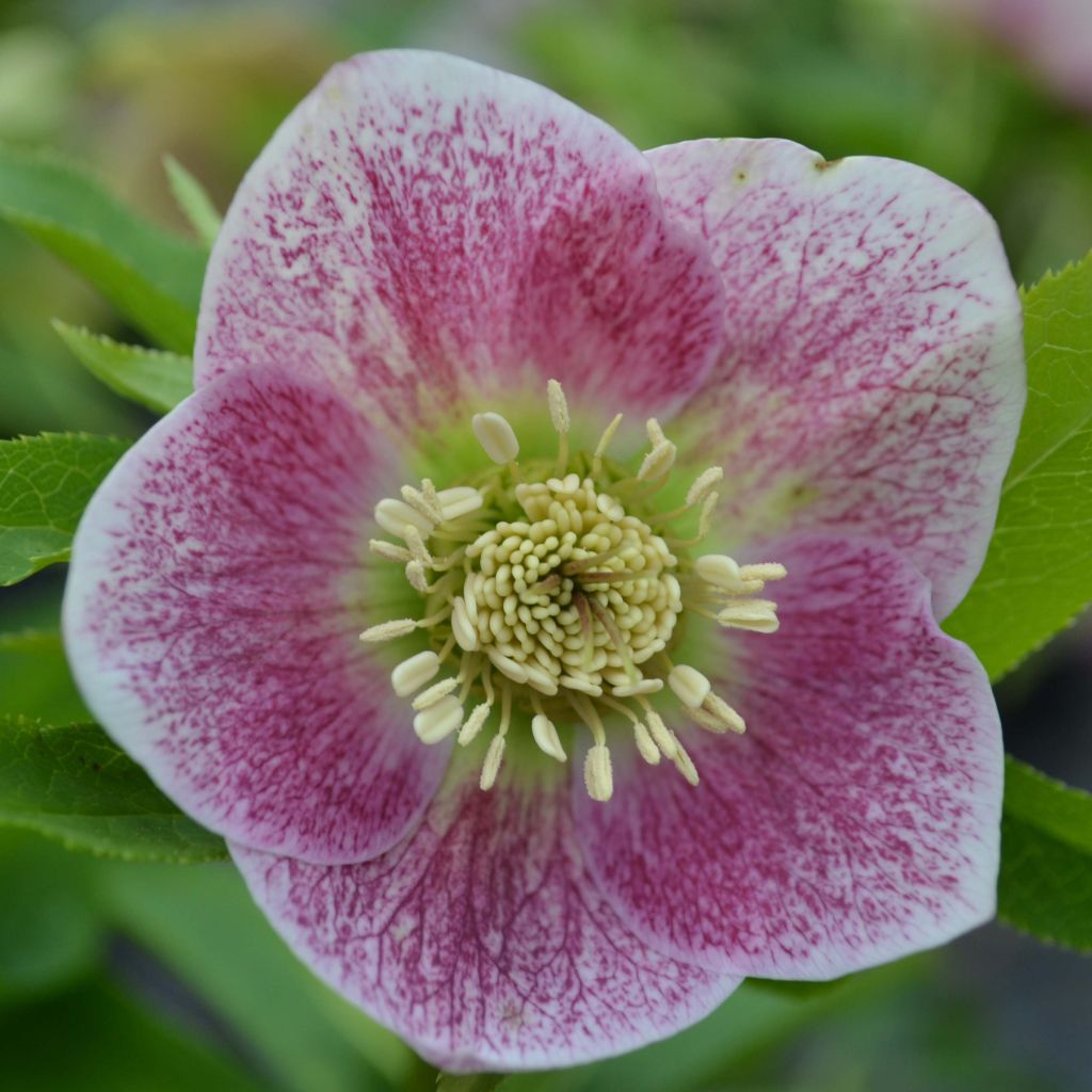 Hellébore orientale Rose à centre vert