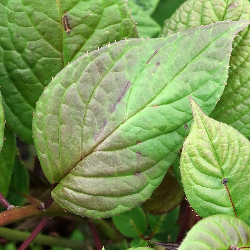 Helwingia japonica femelle
