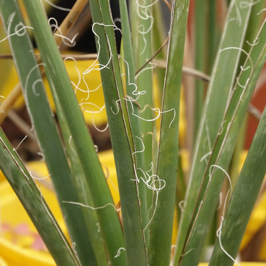 Hesperaloe parviflora Arizona Sunrise - Yucca rouge