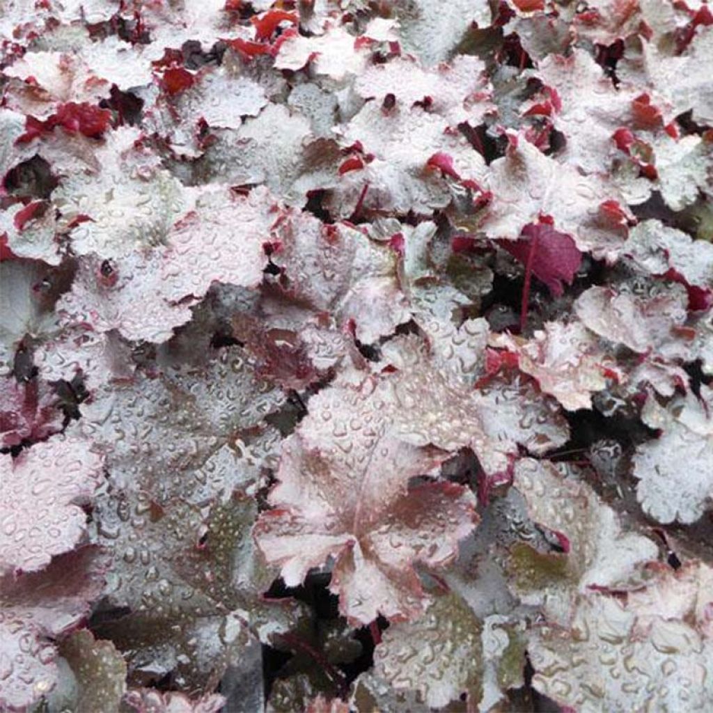 Heuchère - Heuchera Black Beauty