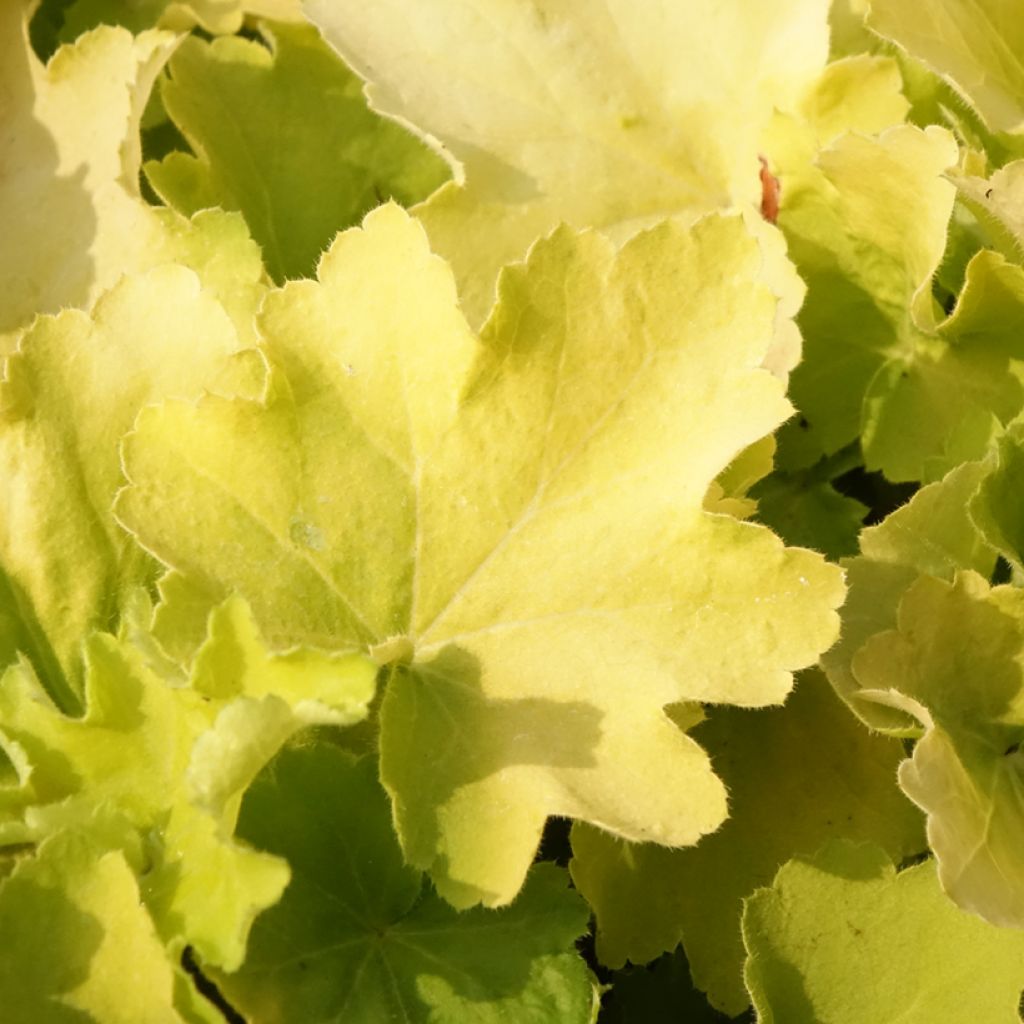 Heuchère - Heuchera Citronelle