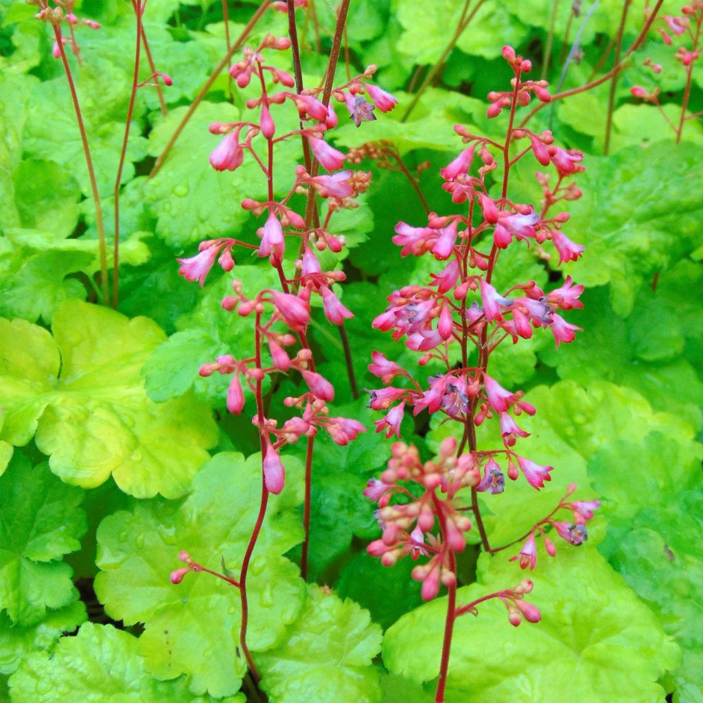 Heuchère - Heuchera Little Cuties Sweet Tart
