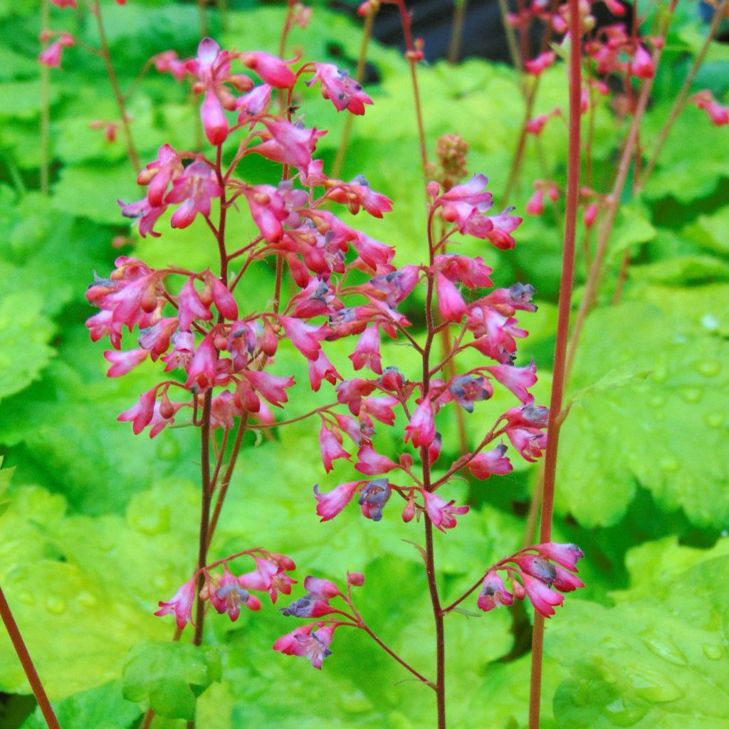 Heuchère - Heuchera Little Cuties Sweet Tart