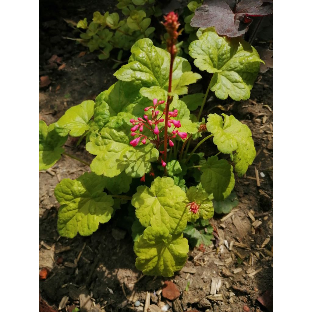 Heuchère - Heuchera Little Cuties Sweet Tart