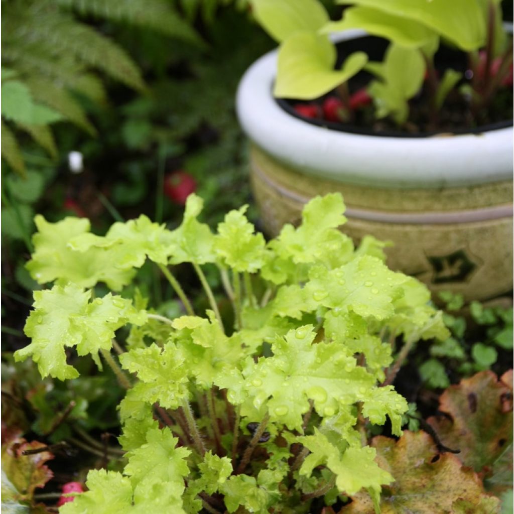 Heuchère - Heuchera Citronelle
