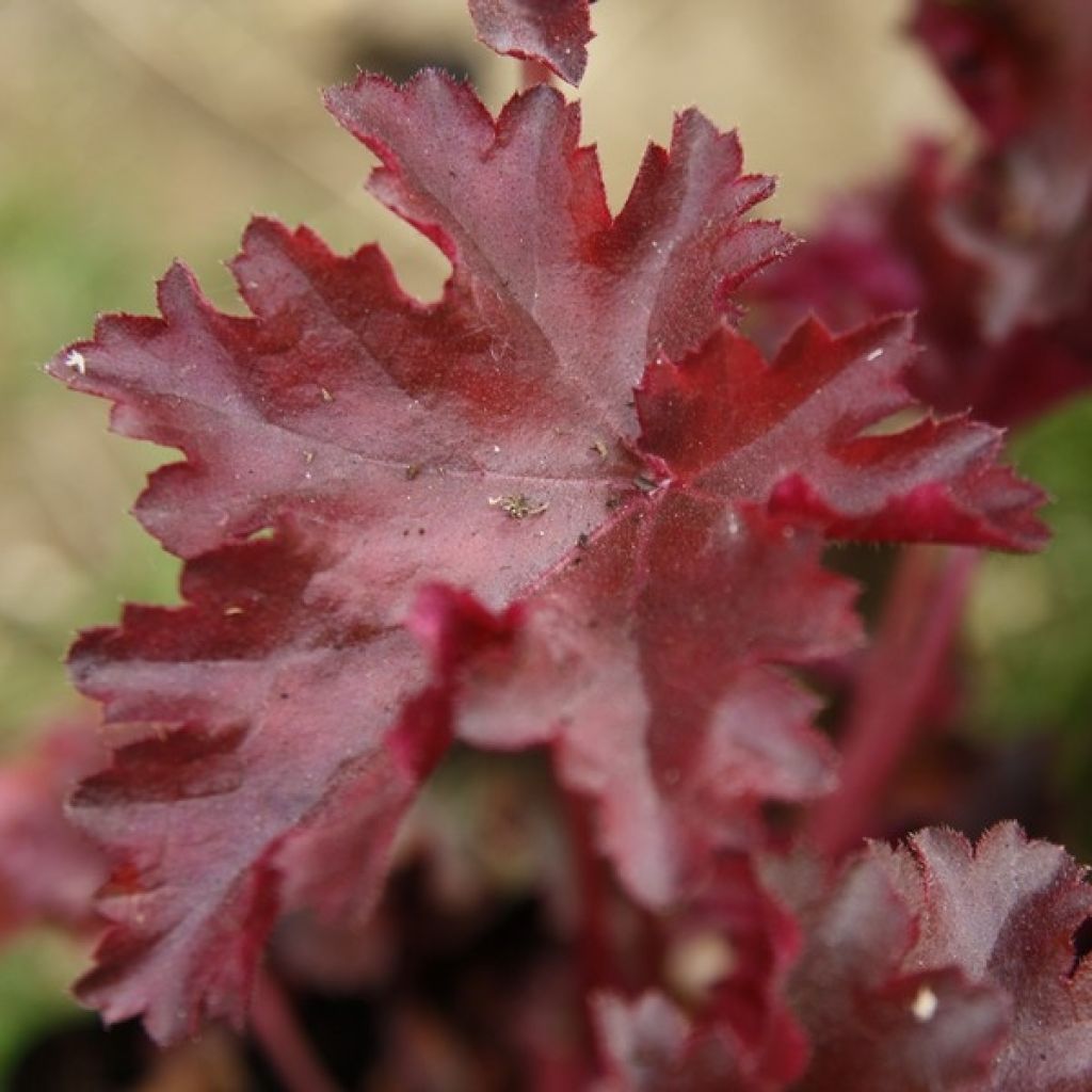 Heuchère - Heuchera Chocolate Ruffles