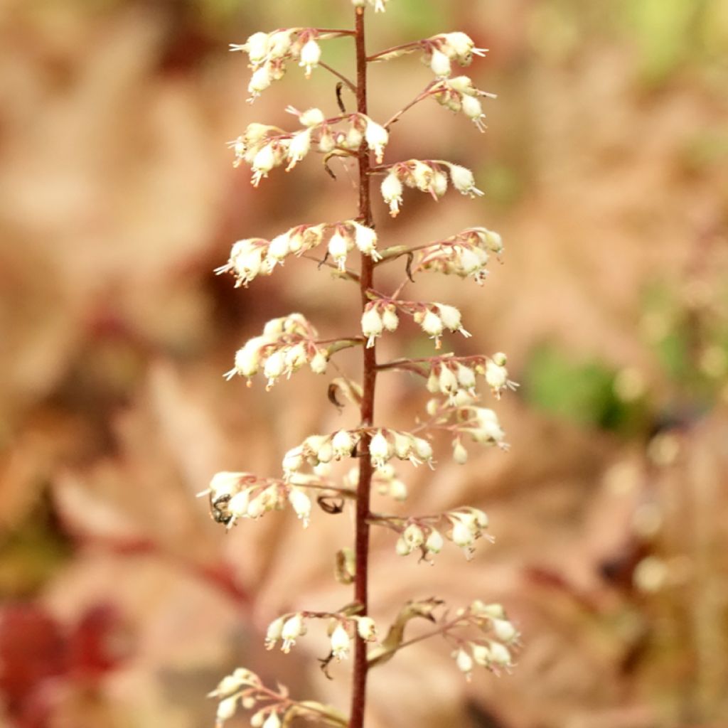 Heuchère - Heuchera Copper Dinosaur